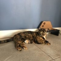 Tekir Kedi, Kedi  Bal fotoğrafı