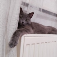 Mavi Rus, Kedi  Gölge fotoğrafı