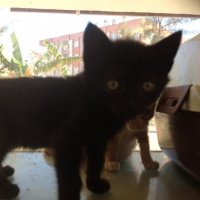 Bombay, Kedi  Bombir fotoğrafı