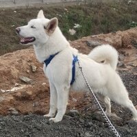 Sibirya Kurdu (Husky), Köpek  Ceku fotoğrafı