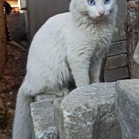 Ankara Kedisi, Kedi  Prenses fotoğrafı