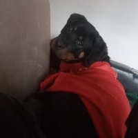 Rottweiler, Köpek  Max fotoğrafı