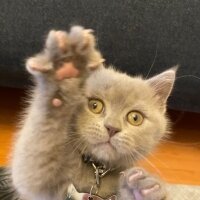 British Shorthair, Kedi  DUMAN fotoğrafı