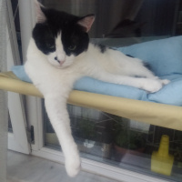 Tuxedo (Smokin) Kedi, Kedi  Carlos fotoğrafı