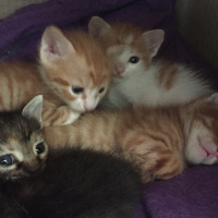 Tekir Kedi, Kedi  7 kucuk yavru fotoğrafı