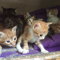 Tekir Kedi, Kedi  7 kucuk yavru fotoğrafı