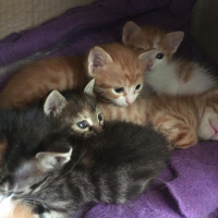 Tekir Kedi, Kedi  7 kucuk yavru fotoğrafı