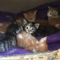 Tekir Kedi, Kedi  7 kucuk yavru fotoğrafı