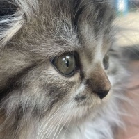 Scottish Fold, Kedi  Minnoş fotoğrafı
