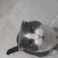Scottish Fold, Kedi  Çiko fotoğrafı