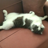 Scottish Fold, Kedi  Çiko fotoğrafı