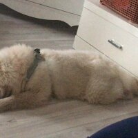 Chow Chow (çin Aslanı), Köpek  Koko fotoğrafı