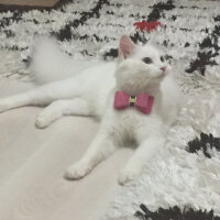 Ankara Kedisi, Kedi  Marry fotoğrafı