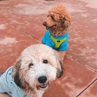 Poodle (Minyatür Kaniş), Köpek  Buffy fotoğrafı