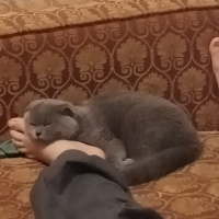 Scottish Fold, Kedi  Luna fotoğrafı