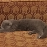 Scottish Fold, Kedi  Luna fotoğrafı