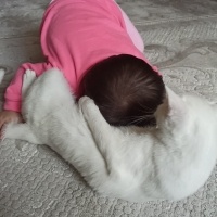 Ankara Kedisi, Kedi  Mia fotoğrafı