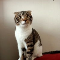 Scottish Fold, Kedi  Mars fotoğrafı