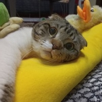 Scottish Fold, Kedi  Mars fotoğrafı