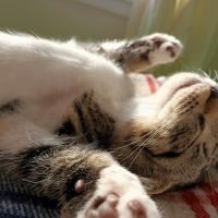 Scottish Fold, Kedi  Mars fotoğrafı