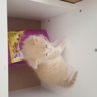 Tekir Kedi, Kedi  Minişler fotoğrafı