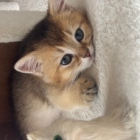 İran Kedisi (Persian), Kedi  Pamuk fotoğrafı