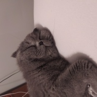 Scottish Fold, Kedi  Bulut fotoğrafı