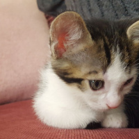 Tekir Kedi, Kedi  Pita fotoğrafı