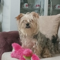 Yorkshire Terrier, Köpek  Puppy fotoğrafı