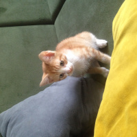 Tekir Kedi, Kedi  Mısır fotoğrafı