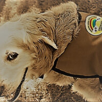 Golden Retriever, Köpek  bambam fotoğrafı