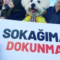 Maltese, Köpek  Shila fotoğrafı
