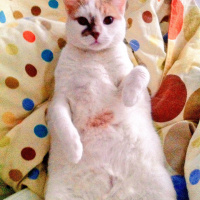 Tekir Kedi, Kedi  Mori fotoğrafı