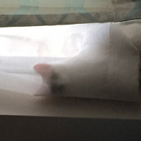 Tekir Kedi, Kedi  Mori fotoğrafı