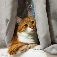 Sarman, Kedi  mia fotoğrafı