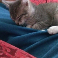 American Keuda, Kedi  Kanarya fotoğrafı