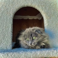 Scottish Fold, Kedi  Balım fotoğrafı