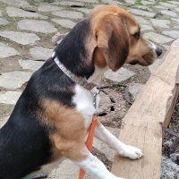 Beagle, Köpek  Lina fotoğrafı