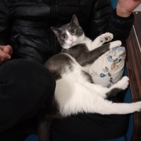 Tekir Kedi, Kedi  PARS fotoğrafı