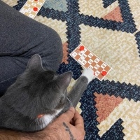 Tekir Kedi, Kedi  PARS fotoğrafı