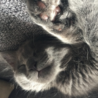 British Shorthair, Kedi  luna fotoğrafı