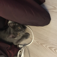 British Shorthair, Kedi  luna fotoğrafı