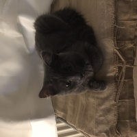 British Shorthair, Kedi  luna fotoğrafı