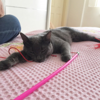 British Shorthair, Kedi  luna fotoğrafı