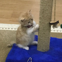 Tekir Kedi, Kedi  Alvin fotoğrafı