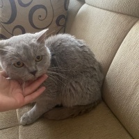 British Shorthair, Kedi  Mia fotoğrafı