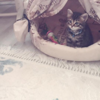 Tekir Kedi, Kedi  Ponçik fotoğrafı