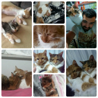 Tekir Kedi, Kedi  Trikolor fotoğrafı