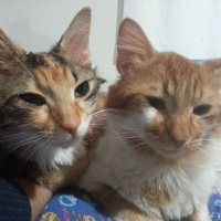 Tekir Kedi, Kedi  Trikolor fotoğrafı
