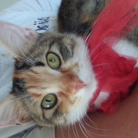 Tekir Kedi, Kedi  Trikolor fotoğrafı